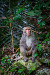What the Formosan macaque's habitat looks like in the wild