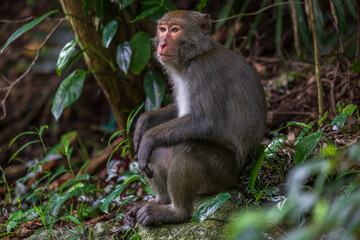 What the Formosan macaque's habitat looks like in the wild