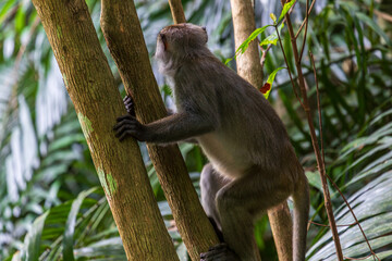 What the Formosan macaque's habitat looks like in the wild