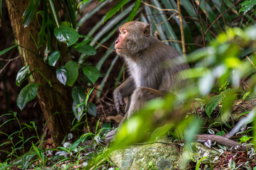 What the Formosan macaque's habitat looks like in the wild