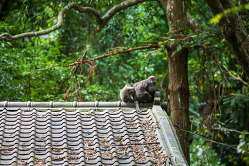 What the Formosan macaque's habitat looks like in the wild