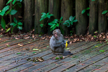 What the Formosan macaque's habitat looks like in the wild