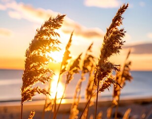 Golden grasses at sunrise over water