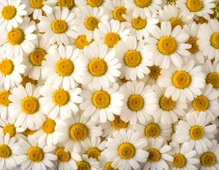 Close-up view of many daisies