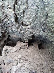 tree bark texture