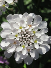 Zbliżenie na kwiaty rośliny candytuft © Kumulugma