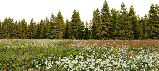 3D render panorama view of grasslands and pine forest on a transparent background