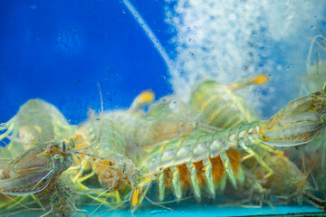Vibrant seafood selection at thailand fish market displayed in aquarium tank