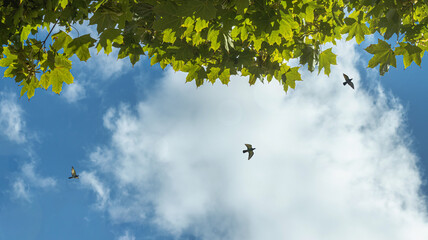 Three birds in flight under foliage against a blue sky