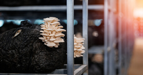 Oyster mushrooms growing on substrate bags in modern indoor farm