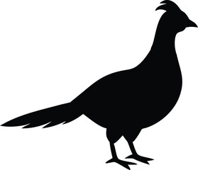 pheasant with white background