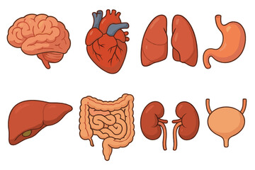 Human internal organs set. Cartoon vector illustration of body anatomy icons. Medical biology collection with brain, heart, lungs, liver, kidneys, stomach, bladder, intestines.