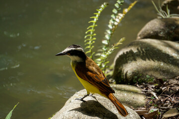Bienteveo Social (Myiozetetes similis)