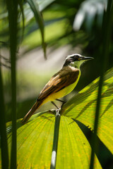 Bienteveo Social (Myiozetetes similis)