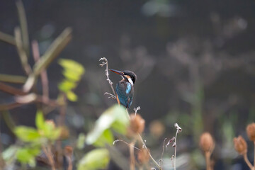 Close up of common kingfisher on the branch