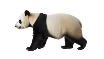 A side view of a realistic panda walking gracefully against a plain white background. its distinctive black and white fur. ideal for wildlife and nature-themed projects