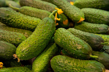 Close up of row of fresh juice green cucumbers from local farmers on the counter of a greengrocer. Local organic vegetables in the store. Sustainable agriculture.