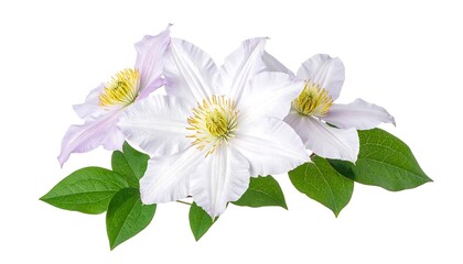 Delicate cluster of pale purple-white clematis flowers and leaves