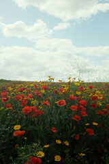 Wild Poppy Field
