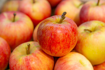 Attractive tasty red apples on the counter of a greengrocer. Ripe apples are ideal for diet and healthy eating