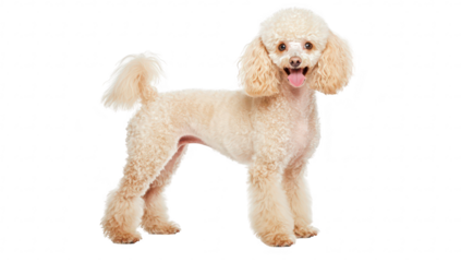 A cheerful. fluffy poodle stands playfully on a white background. its curly coat and bright expression. perfect for pet-related content or advertisements