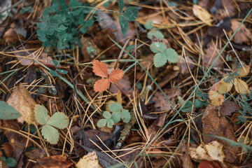 Autumn land strewn with brown leaves and covered with grass of withering color. Dry pine needles...