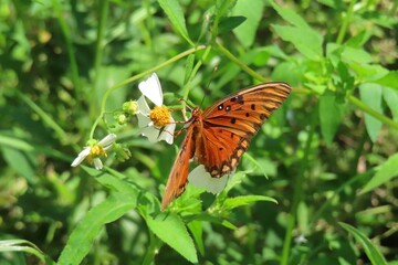 Gulf fritillary butterfly on spanish needles flowers in Florida nature, closeup © natalya2015