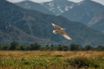 Bird Flying in the sky on transparent background