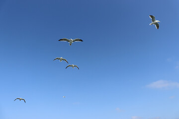 birds flying in the sky