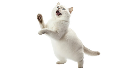 A playful white cat standing on its hind legs with an excited expression. its playful nature against a clean. white background. ideal for pet-themed content