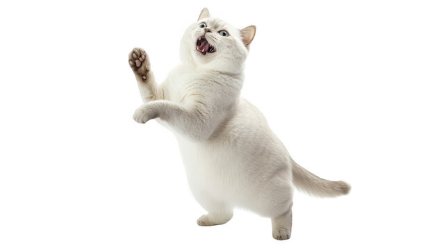 A playful white cat standing on its hind legs with an excited expression. its playful nature against a clean. white background. ideal for pet-themed content