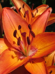 Zbliżenie na pomarańczowe kwiaty lilii © Kumulugma