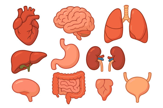 Human internal organs vector icon set. Cartoon anatomy illustration collection for medical biology. Educational graphic. Heart, brain, lungs, liver, kidneys, stomach, intestine.