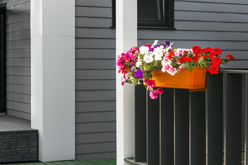  hanging pot with pitunias on the veranda of the house. decorating the house facade with flowers. hanging flower pot. multicolored pitunias in a flowerpot. High quality photo