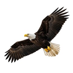 Obraz premium bald eagle isolated on white