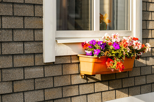  hanging pot with pitunias fixed under the window. decorating the house facade with flowers. hanging flower pot. multicolored pitunias in a flowerpot. 