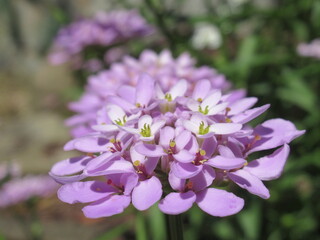 Zbliżenie na kwiaty rośliny candytuft © Kumulugma
