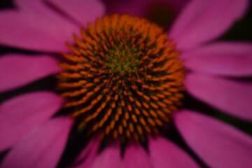 Close-up Cone Flower