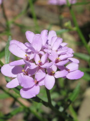 Zbliżenie na kwiaty rośliny candytuft © Kumulugma