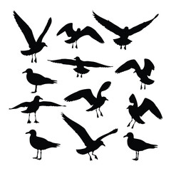Collection of silhouette seagull bird icons in various flying and standing poses for design projects silhouette