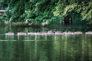Canadian geese swimming on a pond.
