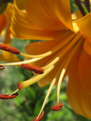 Zbliżenie na pomarańczowe kwiaty lilii © Kumulugma