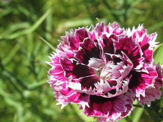 Zbliżenie na kwiat goździka