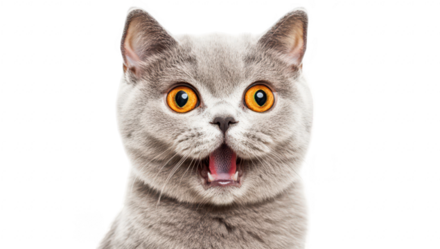 A surprised gray cat with bright orange eyes. sitting against a plain white background. capturing an expression of shock and curiosity. ideal for pet-related content and marketing