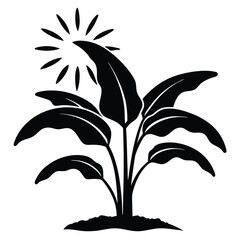 banana seedlings with sunlight filtering through