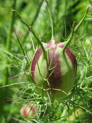 Zbliżenie na strączki nasienne rośliny z gatunku nigella