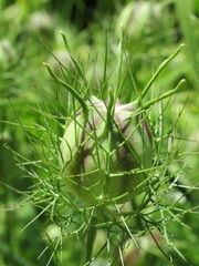 Zbliżenie na strączki nasienne rośliny z gatunku nigella