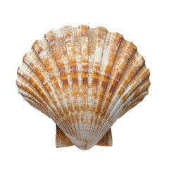 Detailed Scallop Shell with Orange and White Stripes seashell isolated on a transparent background
