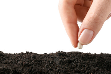 Woman putting bean into pile of fresh soil on white background, closeup