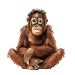 Naklejka premium A young orangutan sitting calmly with a serene expression. its fur and curious eyes. set against a plain white background. ideal for wildlife conservation awareness